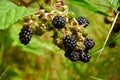 Agrestic blackberries Royalty Free Stock Photo