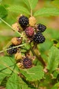 Agrestic blackberries Royalty Free Stock Photo