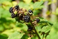 Agrestic blackberries Royalty Free Stock Photo