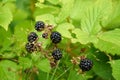 Agrestic blackberries Royalty Free Stock Photo