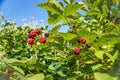 agrestic blackberries growing on the bush in forest Royalty Free Stock Photo