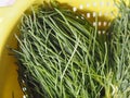 agretti (Salsola soda) vegetables food