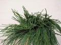 agretti (Salsola soda) vegetables food