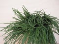 agretti (Salsola soda) vegetables food