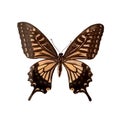 Butterfly agrias claudina sardanapalus isolated on white background Royalty Free Stock Photo