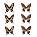 Set of Agrias claudina sardanapalus butterflies isolated on white background, c Royalty Free Stock Photo