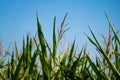 Agribusiness and agriculture, farmland in France Brittany region. Green corn crop field in northern France in Bretagne Royalty Free Stock Photo