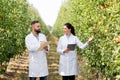 Agribusiness control, technology of cultivation plants. Farmers with tablet work in apple garden