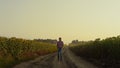 Agribusiness owner going road at sunflower field. Farmer inspecting plantation