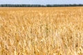 An agricaltural field with ripe wheatears, golden cereals with forest line on horizon