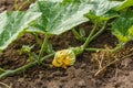 Agricalture plants and field. Pumpkin flower on soil Royalty Free Stock Photo