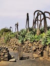 Agricola El Patio Museum, Tiagua, Lanzarote Royalty Free Stock Photo