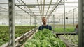 Agricultor pushing a cart with green salad in a greenhouse