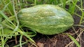 An agricultre field of pumpkin and grass.