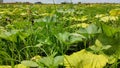 An agricultre field of pumpkin.