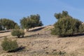 Agricultue fields of olive trees in the south of Madrid, Spain Royalty Free Stock Photo