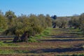 Agricultue fields of olive trees in the south of Madrid, Spain Royalty Free Stock Photo