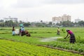 Agricultural Activities Around Chennai, India Royalty Free Stock Photo