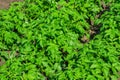 Agricultural activities. Green potato bushes close-up. Potato field