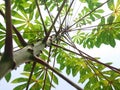 Cassava tree in the dry season Royalty Free Stock Photo