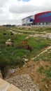 An agricultural area with cows and sheep and cattle near a mall in the south of the country in Israel