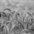 Agricultural background of ears of wheat