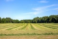 Field of Freshly Cut Alfalfa with Leading Lines