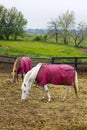 Agricultural background with grazing horses Royalty Free Stock Photo