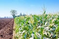 Agricultural background life of natural Corn farm