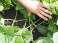 Agricultural background. Melons in a private vegetable garden. A farmer is hand shows how melons grow under the green tops