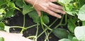 Agricultural background. Melons in a private vegetable garden. A farmer is hand shows how melons grow under the green tops