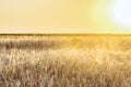Agricultural background with ripe rye spikelets Royalty Free Stock Photo