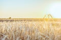 Agricultural background with ripe rye spikelets Royalty Free Stock Photo