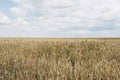 Agricultural background with ripe spikelets of rye. Beautiful na Royalty Free Stock Photo