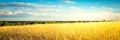 Agricultural background with ripe spikelets of rye.