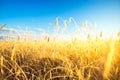 Agricultural background with ripe spikelets of rye. Royalty Free Stock Photo