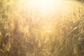 Agricultural background with ripe spikelets of rye. Royalty Free Stock Photo