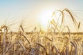 Agricultural background with ripe spikelets of rye Royalty Free Stock Photo