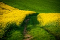 Agricultural Beauty: Spring Rapeseed and Wheat Fields Ã¢â¬â Beautiful Agricultural Landscape