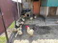 Agricultural birds in the farm yard