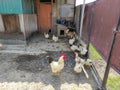 Agricultural birds in the farm yard