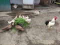 Agricultural birds - rooster, hens and ducks in a farm yard