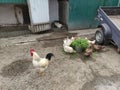 Agricultural birds - rooster, hens and ducks in a farm yard