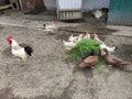 Agricultural birds - rooster, hens and ducks in a farm yard