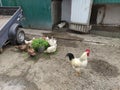 Agricultural birds - rooster, hens and ducks in a farm yard