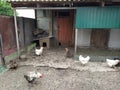 Agricultural birds walk around the farm yard