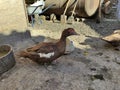 Agricultural birds walk around the farm yard