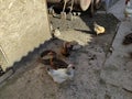 Agricultural birds walk around the farm yard