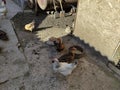 Agricultural birds walk around the farm yard