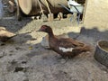 Agricultural birds walk around the farm yard